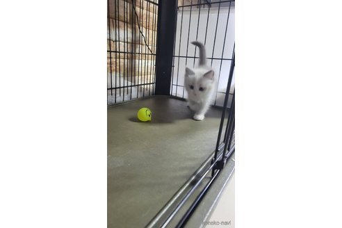 成約済の栃木県のラグドール-103345の3枚目