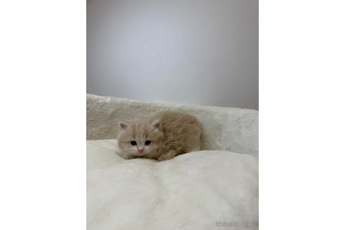 成約済の埼玉県のサイベリアン-105802の5枚目