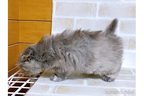 成約済の東京都のスコティッシュフォールド(折れ耳)-106050の3枚目