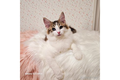 販売中の兵庫県のノルウェージャンフォレストキャット-100150の10枚目