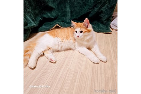 販売中の兵庫県のノルウェージャンフォレストキャット-103677の9枚目