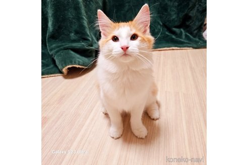 販売中の兵庫県のノルウェージャンフォレストキャット-103677の10枚目