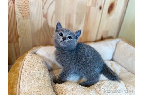 成約済の長野県のロシアンブルー-105918の3枚目