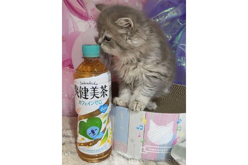 成約済の千葉県のミヌエット-106064の6枚目