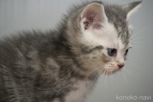 成約済の埼玉県のアメリカンショートヘア-106125の11枚目