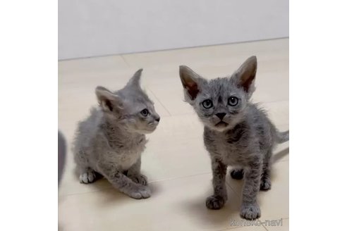 成約済の埼玉県のラパーマ-106118の2枚目