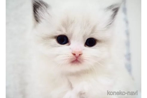 成約済の埼玉県のラグドール-106120の1枚目