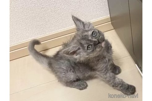 成約済の埼玉県のラパーマ-106123の2枚目