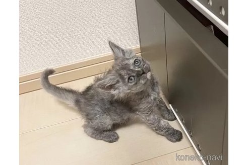 成約済の埼玉県のラパーマ-106123の3枚目