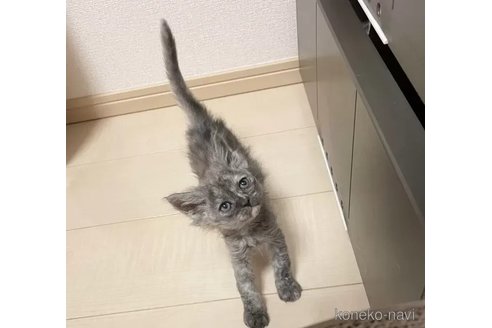 成約済の埼玉県のラパーマ-106123の4枚目