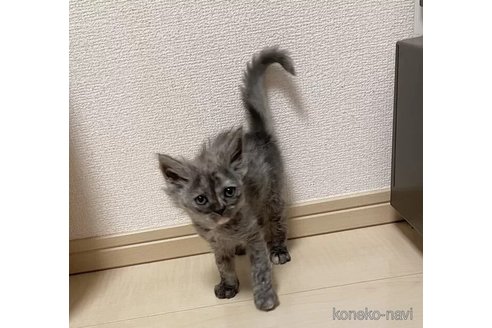 成約済の埼玉県のラパーマ-106123の5枚目