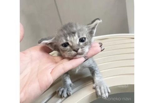 成約済の埼玉県のラパーマ-106124の4枚目