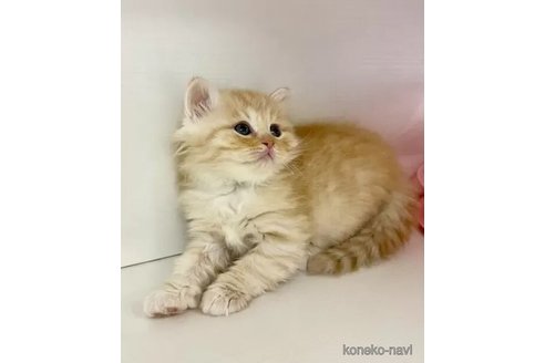 神奈川県のサイベリアン｜男の子・2024/11/29生まれ・少しレッド
