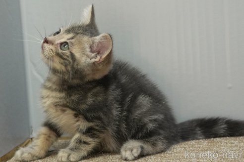 成約済の埼玉県のアメリカンショートヘア-102351の12枚目