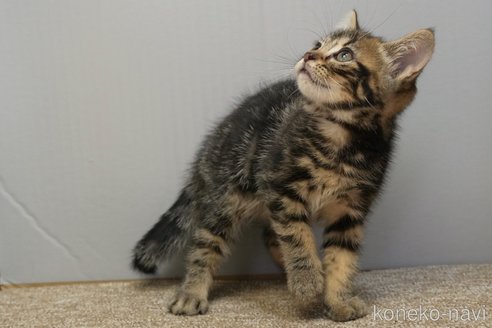 成約済の埼玉県のアメリカンショートヘア-102353の4枚目