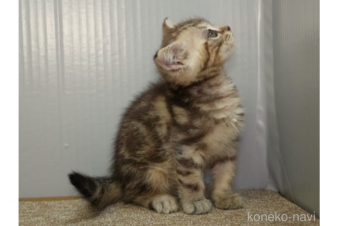 成約済の埼玉県のアメリカンショートヘア-103154の3枚目
