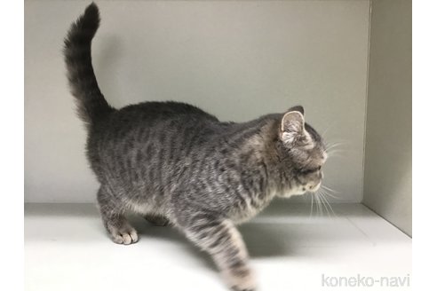 成約済の山形県のセルカークレックス-97917の2枚目