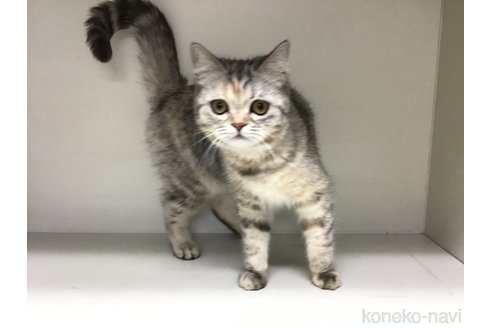 成約済の山形県のミックス-89524の5枚目