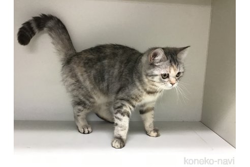 成約済の山形県のミックス-89524の2枚目