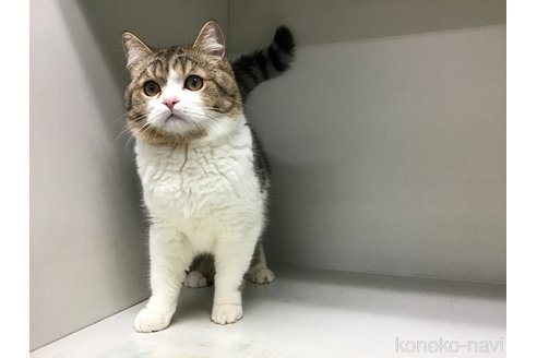 成約済の山形県のミックス-89525の5枚目
