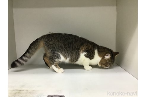 成約済の山形県のミックス-89525の2枚目