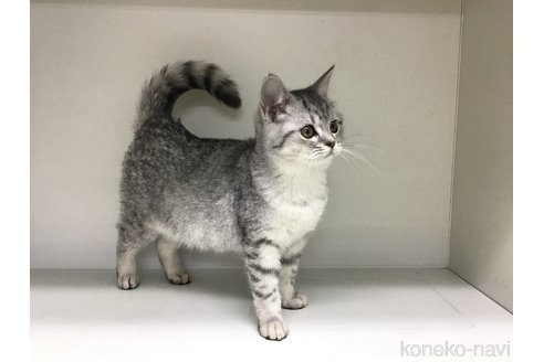 成約済の山形県のミックス-101239の2枚目