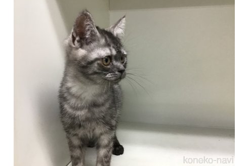成約済の山形県のミックス-101248の3枚目