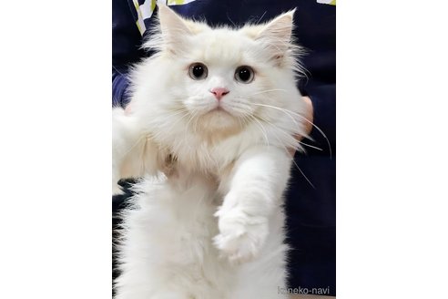 ルクスちゃん1枚目