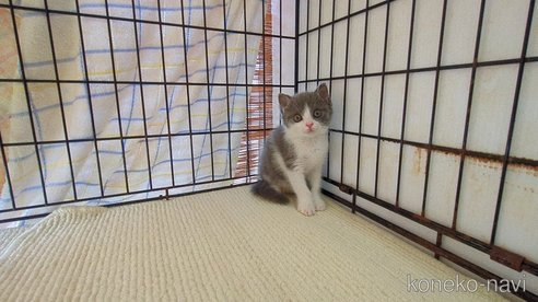 成約済の茨城県のブリティッシュショートヘア-100784の2枚目