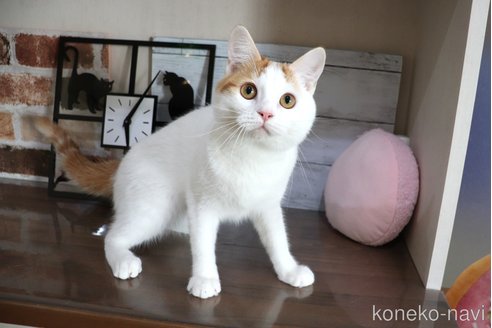 成約済の大阪府のミヌエット-86464の7枚目