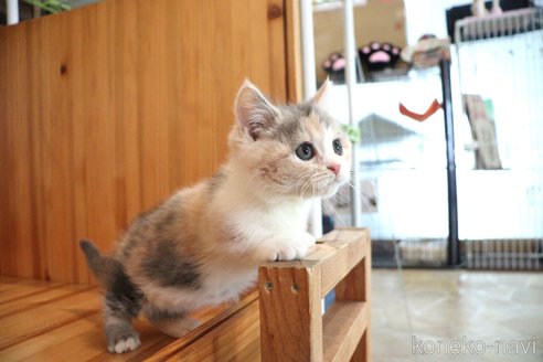 成約済の大阪府のマンチカン(短足)-103581の14枚目