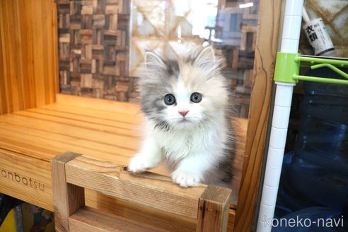 成約済の大阪府のマンチカン-103580の15枚目