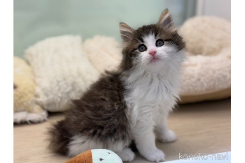 成約済の神奈川県のノルウェージャンフォレストキャット-104185の1枚目