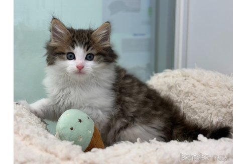成約済の神奈川県のノルウェージャンフォレストキャット-104184の4枚目