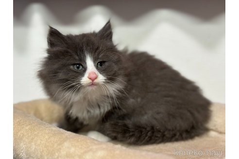 成約済の神奈川県のノルウェージャンフォレストキャット-104186の8枚目