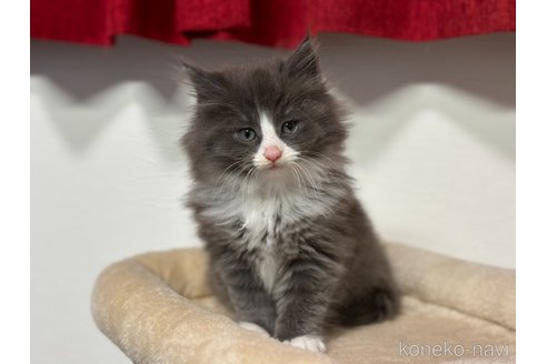 成約済の神奈川県のノルウェージャンフォレストキャット-104186の7枚目