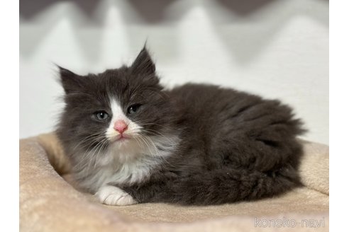 成約済の神奈川県のノルウェージャンフォレストキャット-104186の6枚目