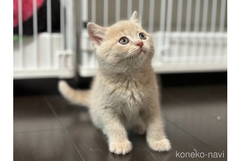 成約済の神奈川県のマンチカン-104188の14枚目