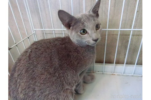 販売中の兵庫県のロシアンブルー-98179の4枚目