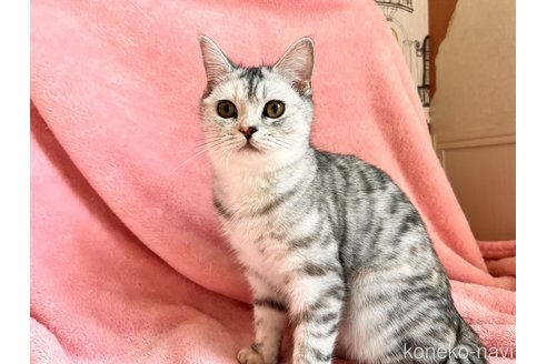 成約済の静岡県のスコティッシュフォールド-92832の2枚目