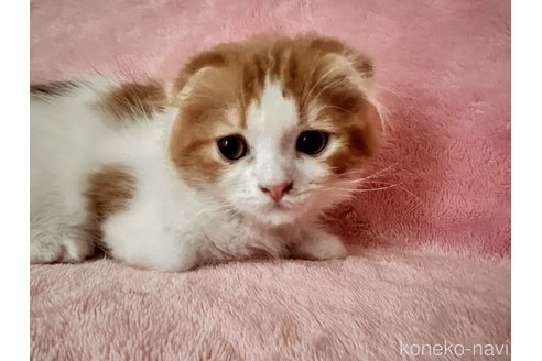 成約済の静岡県のスコティッシュフォールド(折れ耳)-100503の1枚目