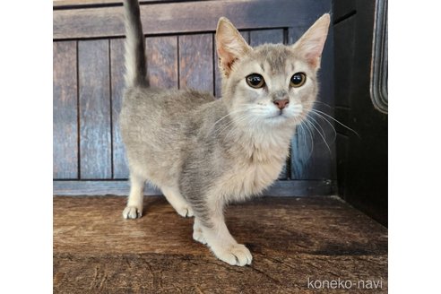 成約済の大阪府のアビシニアン-106241の8枚目