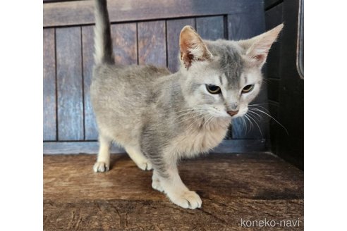 成約済の大阪府のアビシニアン-106241の4枚目