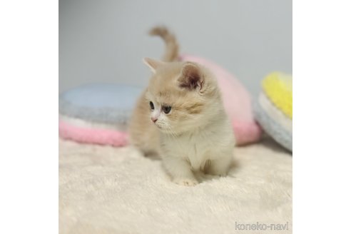 成約済の岐阜県のミヌエット(短足)-104299の5枚目