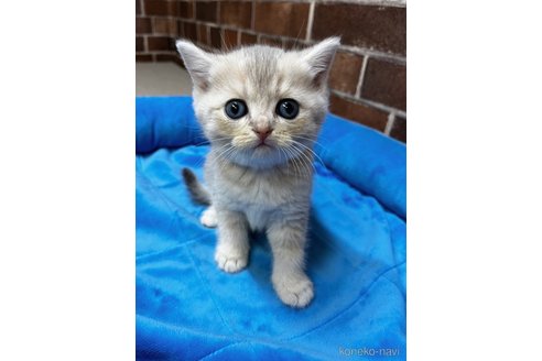 東京都でブリティッシュショートヘアの子猫を探す｜子猫ブリーダーナビ