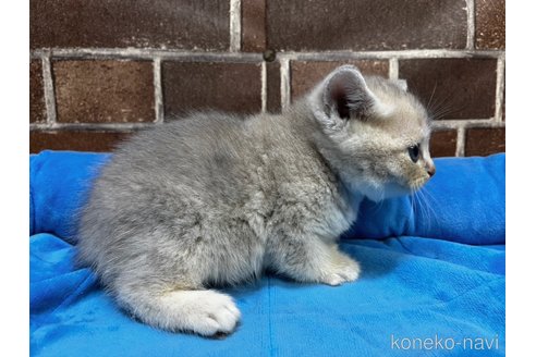 成約済の東京都のブリティッシュショートヘア-106262の12枚目
