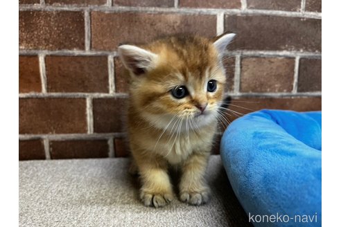 成約済の東京都のブリティッシュショートヘア-106263の9枚目