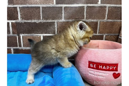 成約済の東京都のブリティッシュショートヘア-106263の7枚目