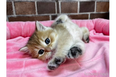 成約済の東京都のブリティッシュショートヘア-106264の6枚目