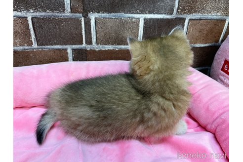成約済の東京都のブリティッシュショートヘア-106264の2枚目